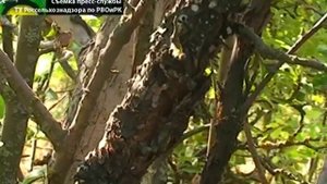 ЩИТОВКА В САДАХ АГРОПРОМЫШЛЕННОГО ТЕХНИКУМА