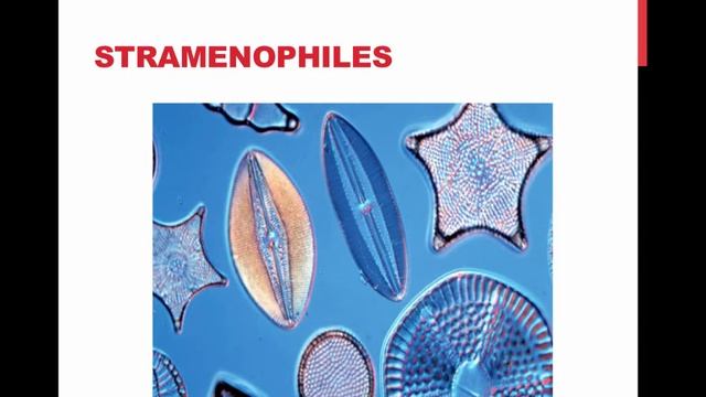Protists AP Biology