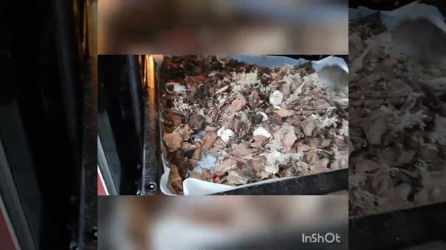 Во что сажать орхидею.?Внимательно обращаем внимание на кору. смотреть онлайн