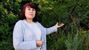 Дикая черешня или деревья великаны