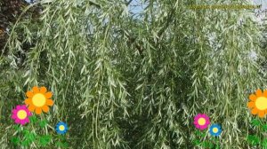 Ива гибридная Плакучий Гном. Краткий обзор, описание характеристик, где купить саженцы salix