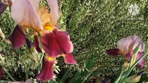 Марина Иванова.Бывший любовник с любовью заходил в гости давно и неправда