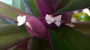 Традесканция разноцветная