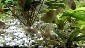 Catfishes, Eleotrises carpet, Neon Dwarf Rainbowfishes, Telescope Goldfish eat artemia