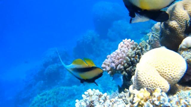 Пляж Dreams Beach Resort -рифы Красного моря в 4К 2019г. смотреть онлайн