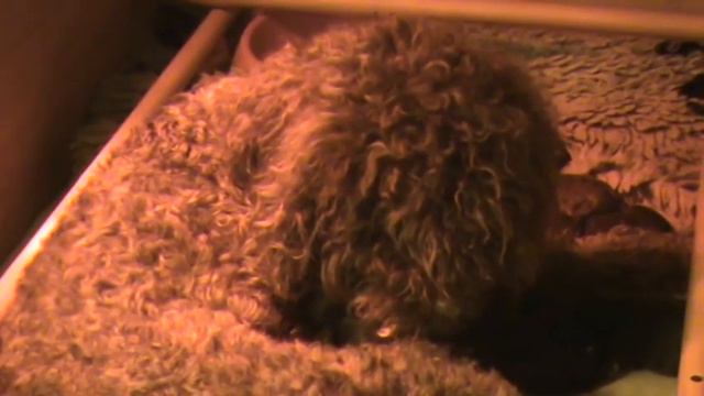 Che's Barbichons or Barbet puppies смотреть онлайн