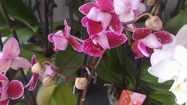 РОЗЫГРЫШ БАБОЧКИ "Морковный Пирог" и АУКЦИОНЫ на ОРХИДЕИ в ОСА (телеграм-канал Орхозакупки Самары) смотреть онлайн