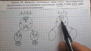 Дигибридное скрещивание 1:   определение типов гамет по генотипу родителя