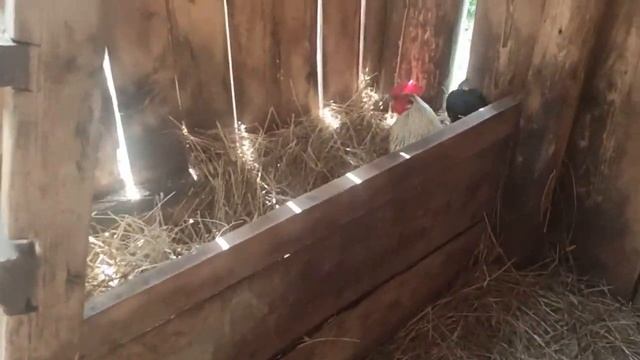 Петух высиживает яйца смотреть онлайн