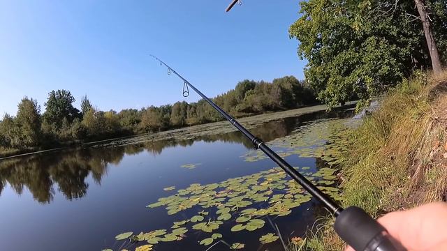 В поисках краснопёрки. смотреть онлайн