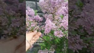 Сирень китайская - огромные соцветия и сильнейший аромат.