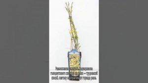 Жасмин голоцветковый: посадка и уход в открытом грунте