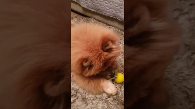 Чау чау играет с игрушкой. Chow chow puppy play with a toy. смотреть онлайн