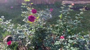 Осенняя обрезка роз. Когда обрезать розы перед зимой? Как готовить розы к зиме?