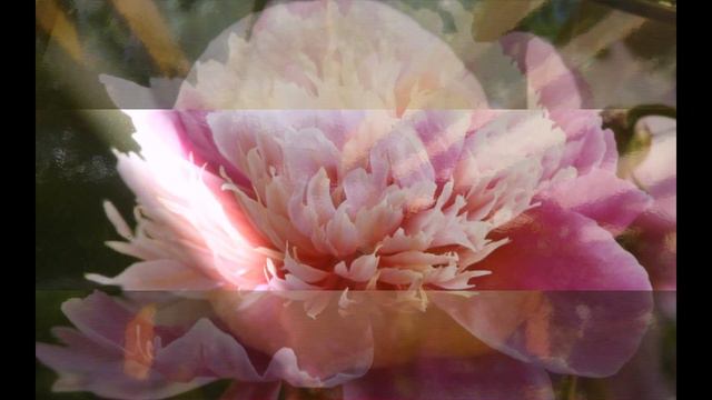 Ботанический сад Санкт-Петербурга (Saint Petersburg Botanical Garden (Location) смотреть онлайн