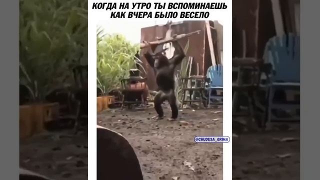 КОГДА НА УТРО ВСПОМИНАЕШЬ КАК ВЕСЕЛО БЫЛО ВЧЕРА?