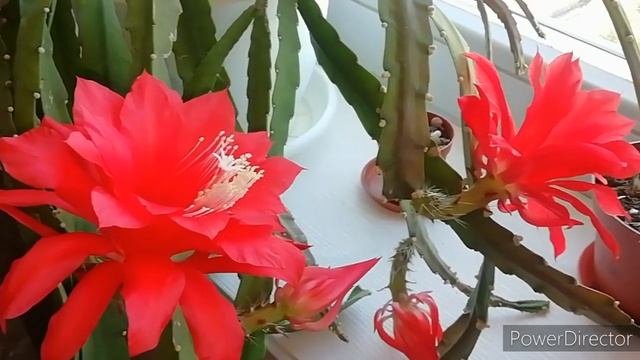 ?Великолепное Цветение Эпифиллума - 14 цветов!!! Коротко об уходе во время цветения.
