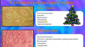 Ткани человека (краткая лекция).Анатомия человека 8 класс