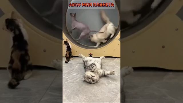 Коты на спорте #смотреть #видео #как #выглядит #факты #про #факт  #почему #зачем