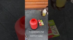 Как подготовить посадочные лунки для томатов и улучшить приживаемость рассады. #томаты #помидоры