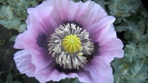 Такой желанный у флористов цветок. Мак Квочка.