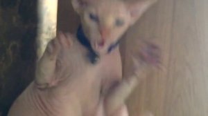 Смешной Бешеный кот.mp4