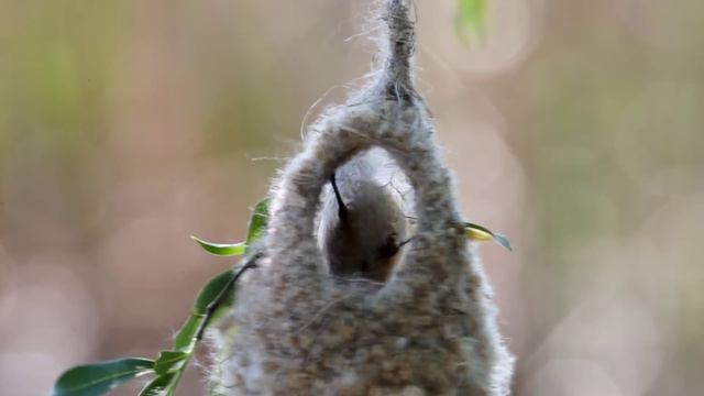 Ремез. Мой дом - моя крепость смотреть онлайн