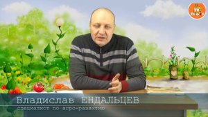 Вирус желтой курчавости листьев томата