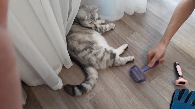 Чем вычесывать шерсть кошке? смотреть онлайн