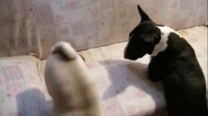 Bull terrier Mops and Hedgehog