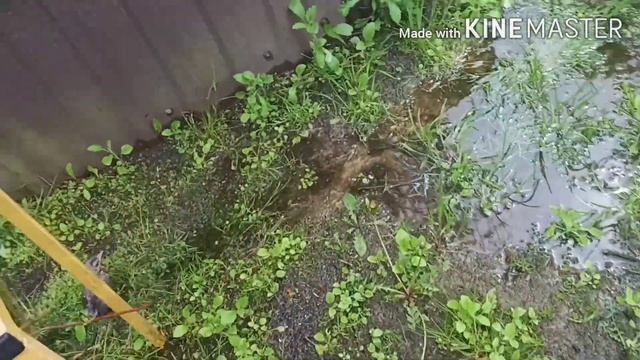 НАШЛИ ПТЕНЦА ДРОЗДА! ВЛОГ. смотреть онлайн