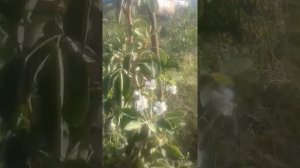 Груша зацвела осенью в сентябре