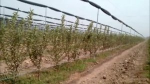 Интенсивные фруктовые сады