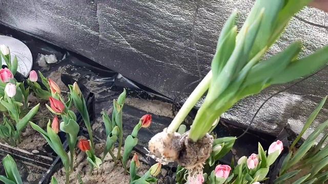 Тюльпан после срезки. Когда целесообразно хранить тюльпан на луковице?Упаковка и хранение. Морозы! смотреть онлайн