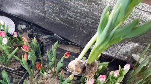 Тюльпан после срезки.  Когда целесообразно хранить тюльпан на луковице?Упаковка и хранение. Морозы!