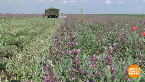 Время собирать шалфей! Доброе утро. Фрагмент выпуска от 26.06.2023