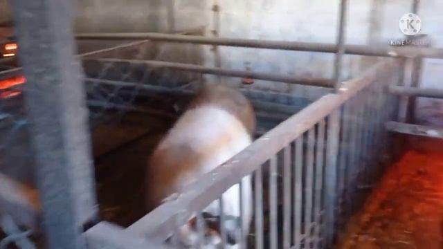 И так каждое утро ,Как начинается утро В Деревне смотреть онлайн