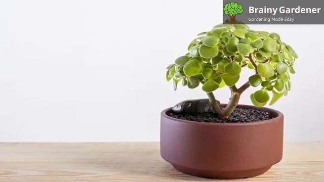 A Collection of Beautiful Fuzzy Succulents for your home смотреть онлайн