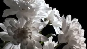 Валерий Агафонов   Хризантемы xvid