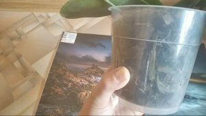 Перекорм Удобрениями Как Он Выглядит И Почему Это Происходит