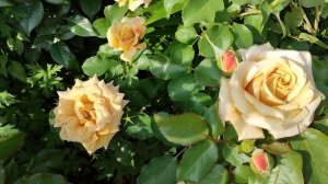 Цветение роз в ПОДМОСКОВЬЕ (25.06)???. Эмильен Гийо, Юстасия Вэй, Уайт Ликорис, Рапсоди ин Блю и др