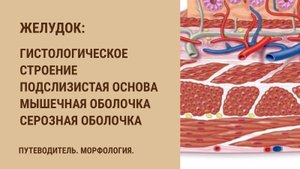 Желудок. Гистологическое строение. Подслизистая основа. Мышечная оболочка. Серозная оболочка