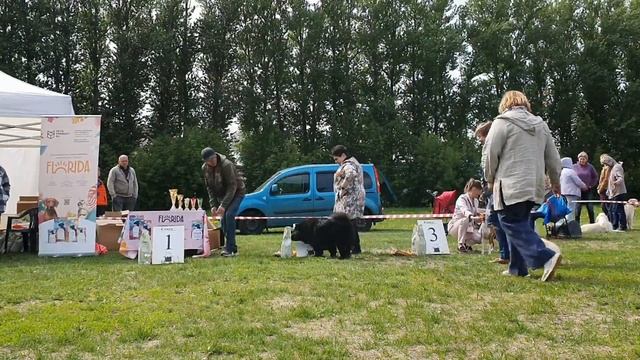 27.05.2023, СПб. Клуб "Классика-1". Выставка собак всех пород "ВЕСЕННИЙ МАРАФОН" смотреть онлайн