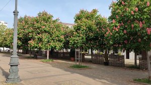 КРАСНЫЕ КАШТАНЫ НОВОРОССИЙСКА