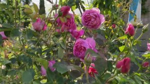 ROYAL JUBILEE _English Rose - bred by David Austin