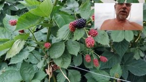 Зреет ежевика. Ленинградская область. 13.07.2021.