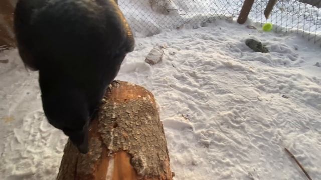 Как обучить птицу командам? Ворон пытается достать червячка из пня. смотреть онлайн