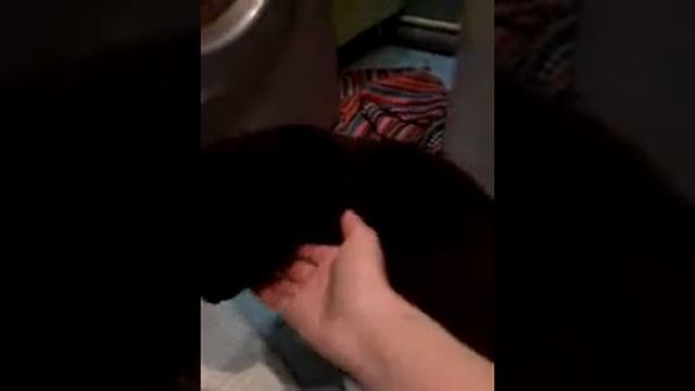 Мотильда и Стрелка.