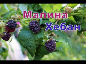Малина Хебан