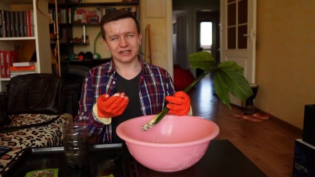 СПАТИФИЛЛУМ ОТОРВАЛ ОТ КОРНЯ — ПРОБУЕМ СПАСТИ (пилот рубрики «Саня сажает»)